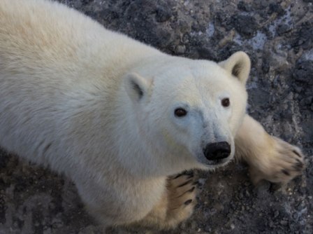 Gấu trắng Bắc Cực sẽ tuyệt chủng nếu biến đổi khí hậu